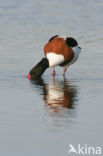 Shelduck (Tadorna tadorna)