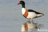 Shelduck (Tadorna tadorna)