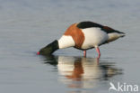 Shelduck (Tadorna tadorna)