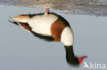 Shelduck (Tadorna tadorna)