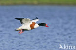 Bergeend (Tadorna tadorna)