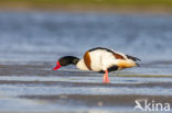 Shelduck (Tadorna tadorna)