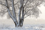Birch (Betula)
