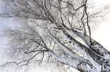Birch (Betula)