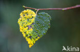 Birch (Betula)