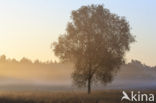 Birch (Betula)