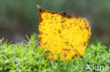 Berk (Betula)