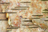 Birch (Betula)
