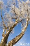 Birch (Betula)