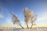 Birch (Betula)