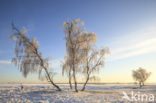 Birch (Betula)