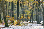 Beuk (Fagus sylvatica)