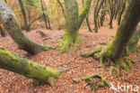 Beech (Fagus sylvatica)