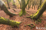 Beech (Fagus sylvatica)