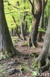 Beech (Fagus sylvatica)