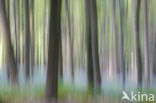 Beech (Fagus sylvatica)
