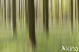Beech (Fagus sylvatica)