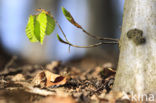 Beech (Fagus spec.)