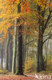 Beuk (Fagus spec.)