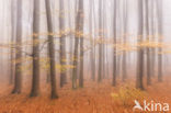 Beech (Fagus sylvatica)