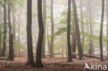 Beech (Fagus sylvatica)