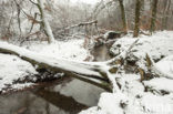 Beech (Fagus sylvatica)