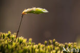 Beech (Fagus spec.)