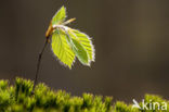 Beuk (Fagus spec.)