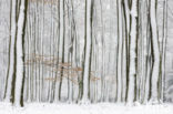 Beech (Fagus sylvatica)