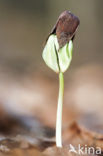 Beech (Fagus sylvatica)