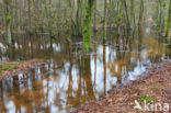 Beuk (Fagus sylvatica)