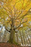 Beech (Fagus spec.)