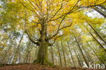 Beuk (Fagus spec.)