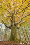 Beech (Fagus spec.)