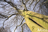 Beech (Fagus sylvatica)