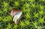 Beech (Fagus spec.)