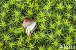 Beech (Fagus spec.)
