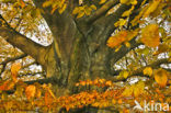 Beech (Fagus sylvatica)