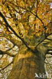 Beech (Fagus sylvatica)