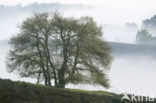 Beech (Fagus sylvatica)