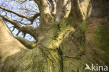 Beech (Fagus sylvatica)