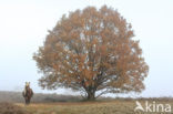 Beech (Fagus spec.)