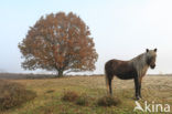 Beuk (Fagus spec.)