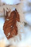 Beech (Fagus sylvatica)