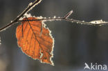 Beuk (Fagus sylvatica)