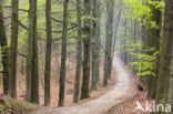 Beech (Fagus sylvatica)