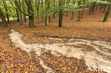 Beuk (Fagus sylvatica)