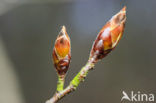 Beech (Fagus sylvatica)