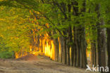Beech (Fagus sylvatica)