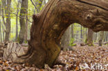 Beech (Fagus sylvatica)